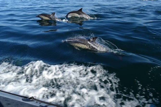 Depart Saint Raphaël: Meet the Dolphins - FAQs
