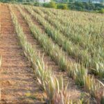 Discover Aloe: A Farm Walk & Workshop - A Closer Look at the Experience