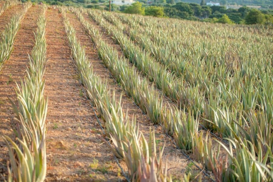 Discover Aloe: A Farm Walk & Workshop - A Closer Look at the Experience