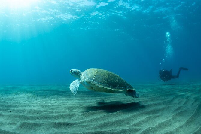 Discover beginner diving in Tenerife - Frequently Asked Questions