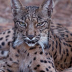 Discover Doñana & Iberian Lynx: Premium Nature Tour - Who Should Consider This Tour?