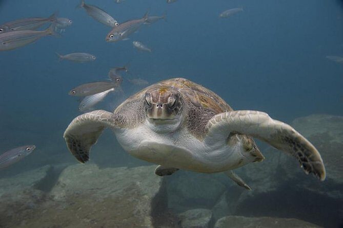 Discover Scuba Diving - The Value of This Beginner Dive in Tenerife