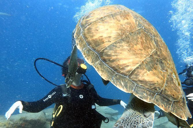 Discover Scuba Diving Experience in Turtle Habitat - Final Thoughts