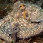 Discover Scuba Diving from the Boot - Final Thoughts: Why Choose This Experience?