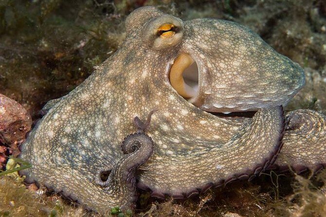 Discover Scuba Diving from the Boot - Final Thoughts: Why Choose This Experience?