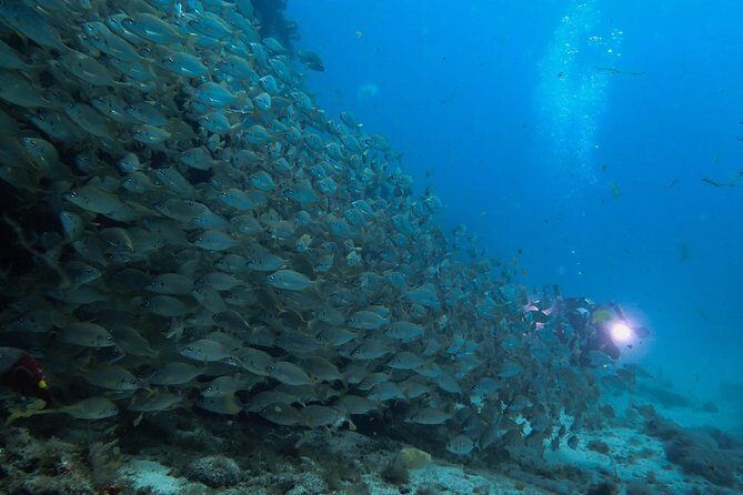 Discover Scuba Diving in Puerto de Mogan - What Travelers Say