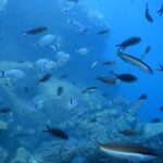 Discover Scuba Diving in Santorini - The Sum Up: Why Choose Discover Scuba Diving in Santorini?