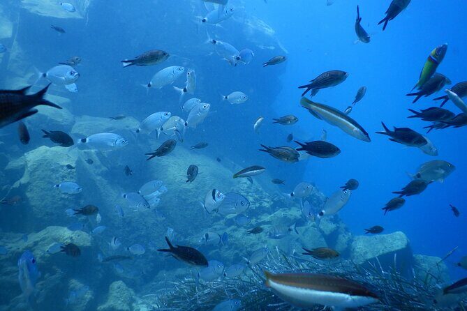 Discover Scuba Diving in Santorini - The Sum Up: Why Choose Discover Scuba Diving in Santorini?