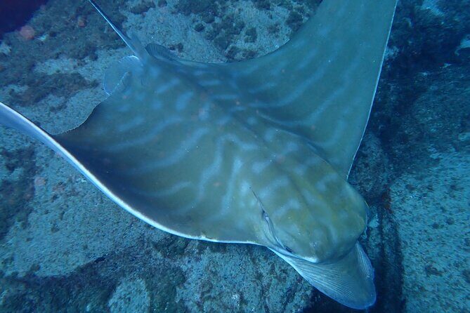 Discover Scuba Diving, Tenerife. Photos and videos included - Why This Tour Offers Great Value