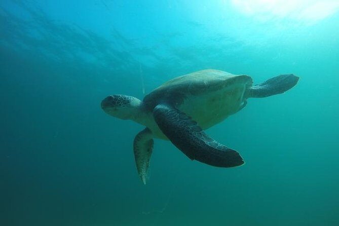 Discover Scuba Diving with two dives in the Ocean in Tenerife with Transfers - Why Choose This Tour?