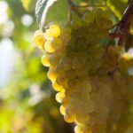 Discover the Essence of Txakoli Wine from San Sebastian - Why Youll Love This Experience