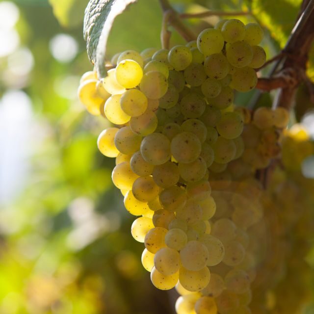 Discover the Essence of Txakoli Wine from San Sebastian - Why Youll Love This Experience