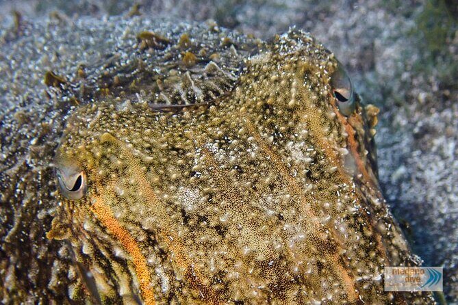 Dive Baptism 1 Dive In Tenerife 3,5h - Who Should Consider This Experience?