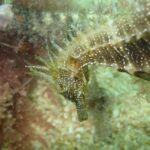 Dive in Marine Reserve, Arrábida, Setúbal, Sesimbra, near Lisbon - Practical Details and Considerations