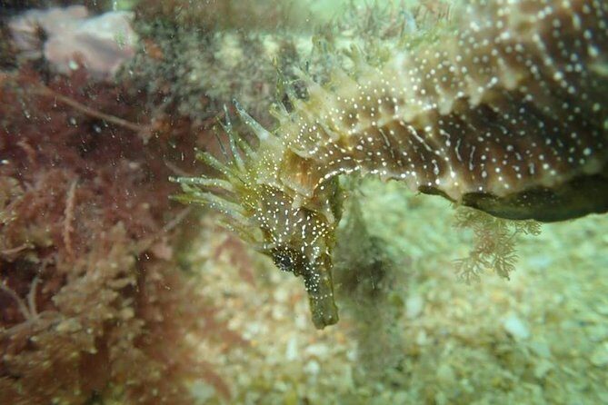 Dive in Marine Reserve, Arrábida, Setúbal, Sesimbra, near Lisbon - Practical Details and Considerations