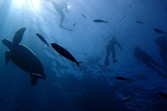 Diving Adventures - Boat and Shore Diving - Final Thoughts
