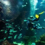 Diving in the Madeira Aquarium - The Practicalities