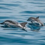 Dolphin Adventure in Sotogrande with Drink Included - Frequently Asked Questions