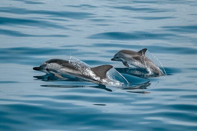 Dolphin Adventure in Sotogrande with Drink Included - Frequently Asked Questions