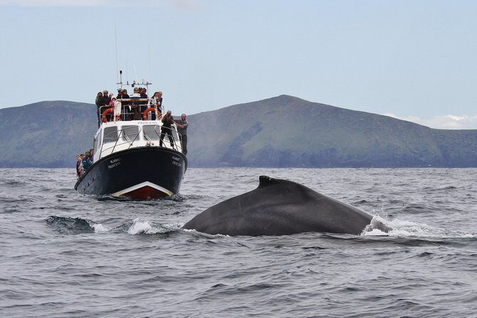 Dolphin and Whale Watching Tour from Dingle - A Deep Dive into the Experience
