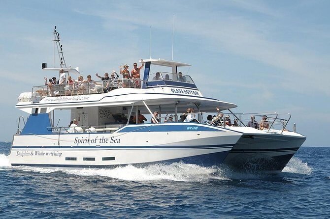 Dolphin and Whales watching cruise from Puerto Rico de Gran Canaria - The Sum Up