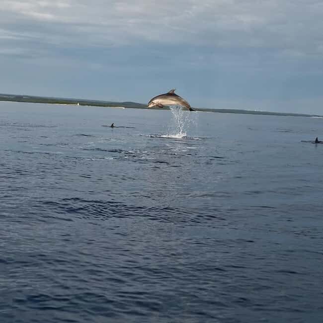 Dolphin private sunset tour Rovinj - What’s Included and What to Bring