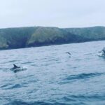 Dolphin Route - Why This Tour Offers Good Value