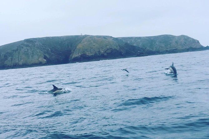 Dolphin Route - Why This Tour Offers Good Value