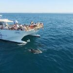 Dolphin Search - Dolphin Quest - The Real Deal: A Detailed Look at the Dolphin Quest Experience