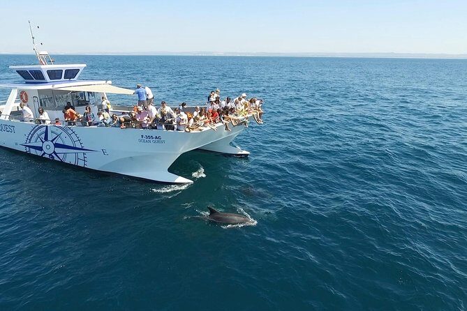 Dolphin Search - Dolphin Quest - The Real Deal: A Detailed Look at the Dolphin Quest Experience
