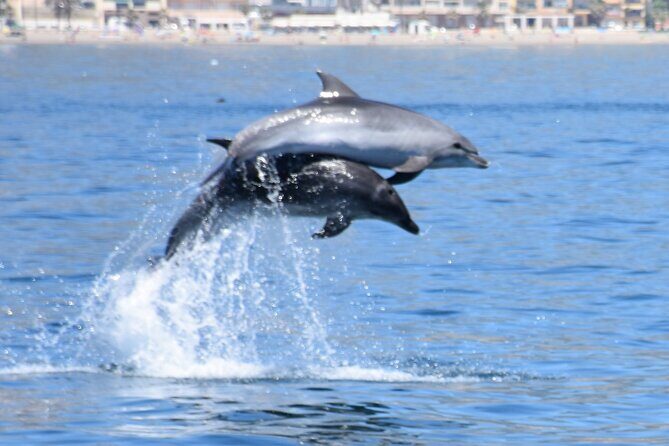 Dolphin Sightseeing Boat Tour from Benalmadena - The Highlights: Why It’s Worth It