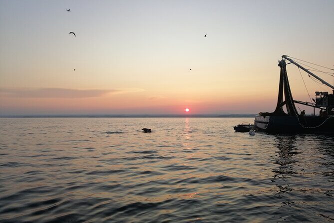 Dolphin Sunrise Adventure with Speedboat - What Travelers Love