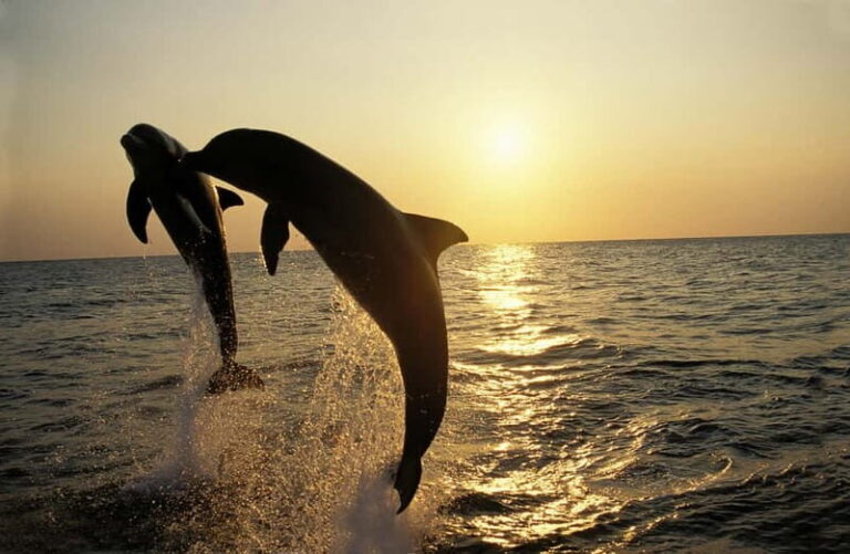 Dolphin Tour  85% chance - All inclusive Drinks + Dinner - The Value Equation