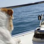 DOLPHIN WATCHING - The Sum Up: Is This Tour Worth It?
