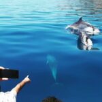 Dolphin Watching and Boat Tour in Sesimbra - A Deep Dive into the Experience