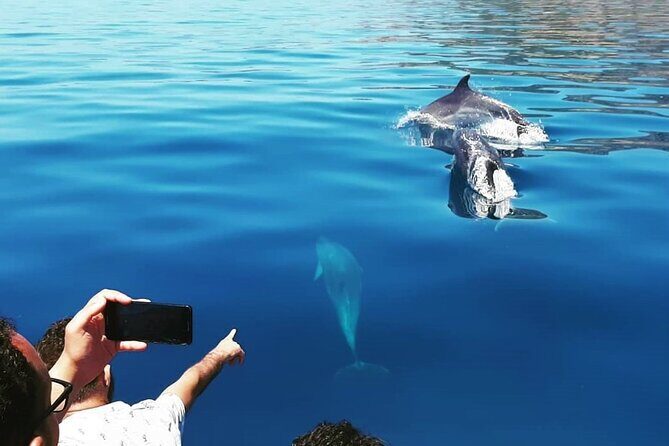 Dolphin Watching and Boat Tour in Sesimbra - A Deep Dive into the Experience