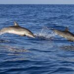Dolphin watching and wildlife from Faro - A Closer Look at the Faro Dolphin and Wildlife Tour