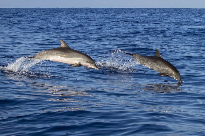Dolphin watching and wildlife from Faro - A Closer Look at the Faro Dolphin and Wildlife Tour