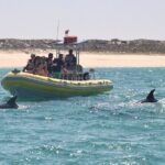 Dolphin Watching at the Arrabida (Lisbon region) - Final Thoughts: Is It Worth It?