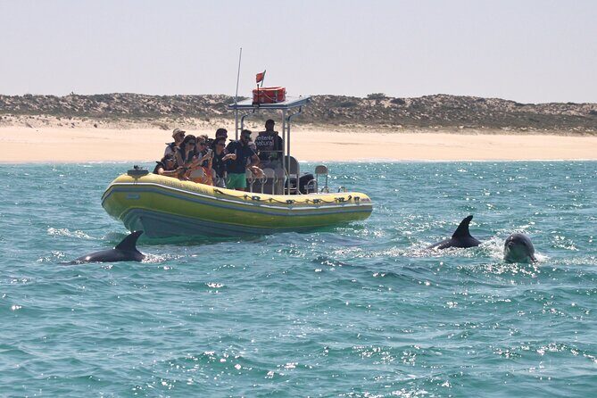 Dolphin Watching at the Arrabida (Lisbon region) - Final Thoughts: Is It Worth It?