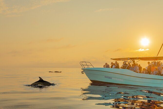Dolphin watching by boat - Who Should Consider This Tour?