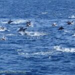 Dolphin Watching Excursion in Gibraltar - Final Thoughts: Who Should Consider This Tour?