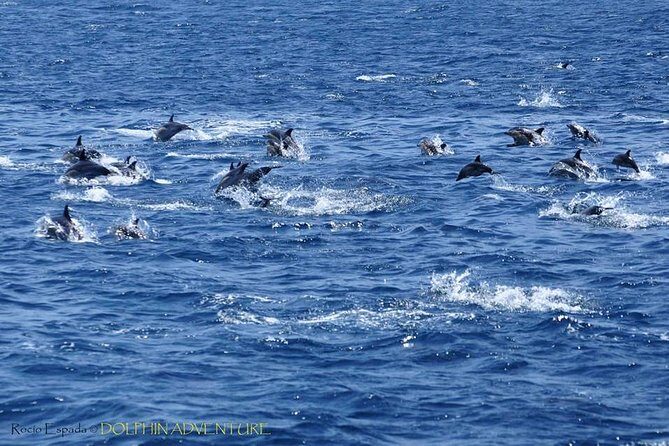 Dolphin Watching Excursion in Gibraltar - Final Thoughts: Who Should Consider This Tour?