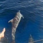 Dolphin watching in Estepona - Who Will Enjoy This Tour?