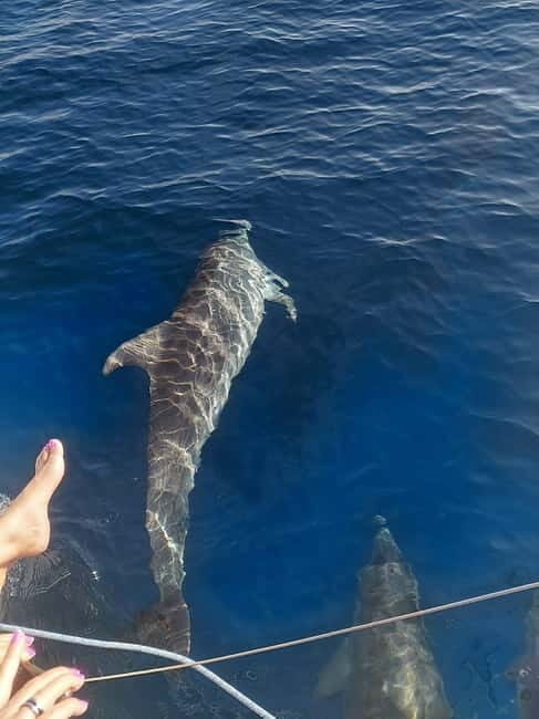 Dolphin watching in Estepona - Who Will Enjoy This Tour?