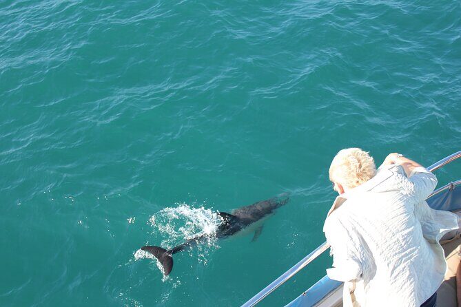 Dolphin Watching in Gibraltar Dolphin Safari V.I.P - The Value of This Experience
