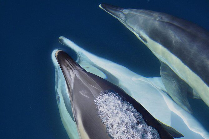 Dolphin Watching in Gibraltar & Fast Track Priority Cable Car - Detailed Breakdown of the Experience