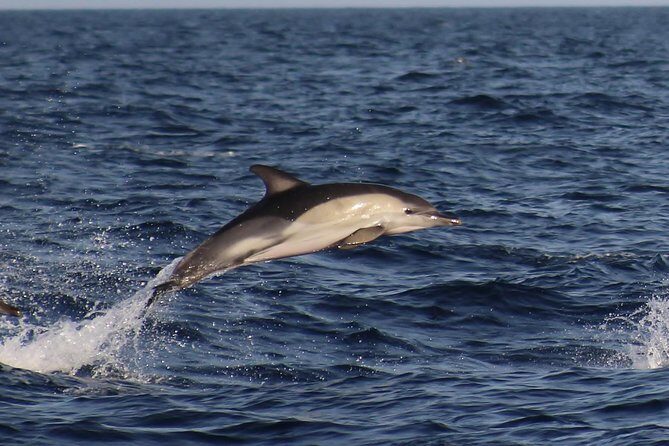 Dolphin-Watching in Marina de Lagos - FAQ: Your Dolphin-Watching Questions Answered