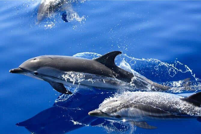 Dolphin Watching Mini Cruise and Snorkeling from Lanzarote - The Sum Up