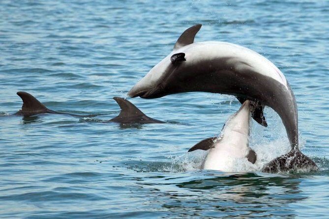 DOLPHIN WATCHING | Pula Boat - Final Thoughts
